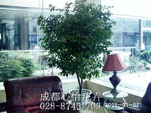 成都植物租賃品種